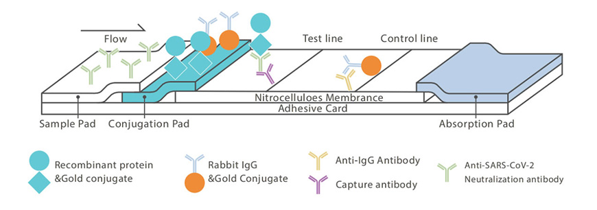 SARS-COV-2 Neutralizing Antibody Test Kit(LFIA) 1PCS BOX1